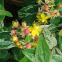 Hypericum androsaemum 'Gladys Brabazon' fleur